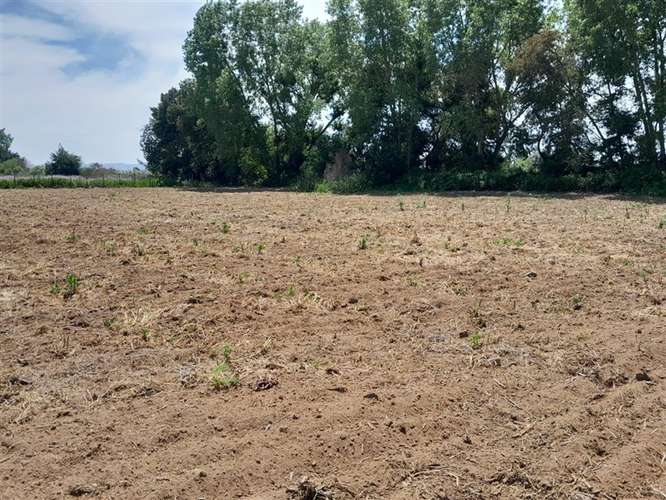 Oportunidad Parcela en venta en Pelarco - Imagen 5