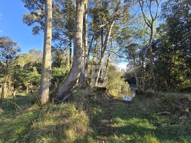 Paraíso Natural: 4.5 Ha en Las Quemas, Orilla Río Maullin - Imagen 17