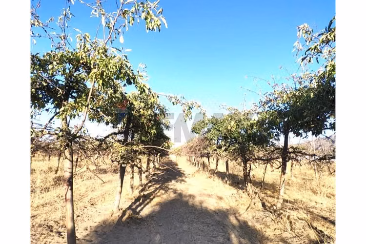 Terreno de 4700 m2 en olivar bajo