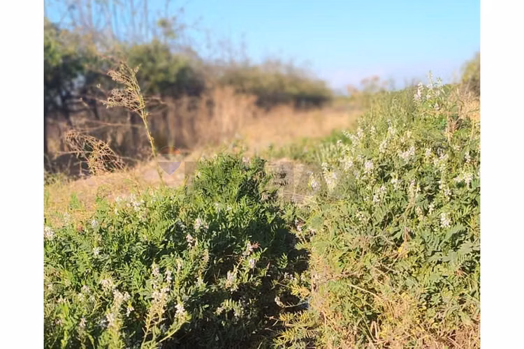 Terreno de 4700 m2 en olivar bajo