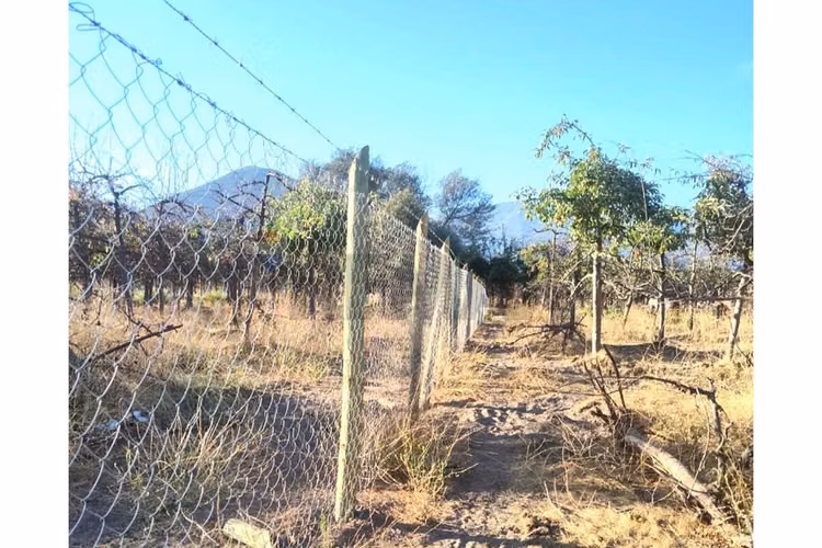 Terreno de 4700 m2 en olivar bajo