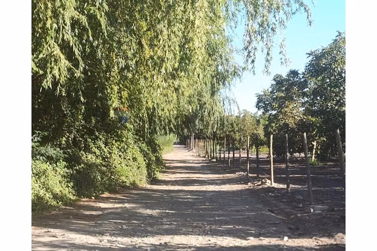 Terreno de 4700 m2 en olivar bajo