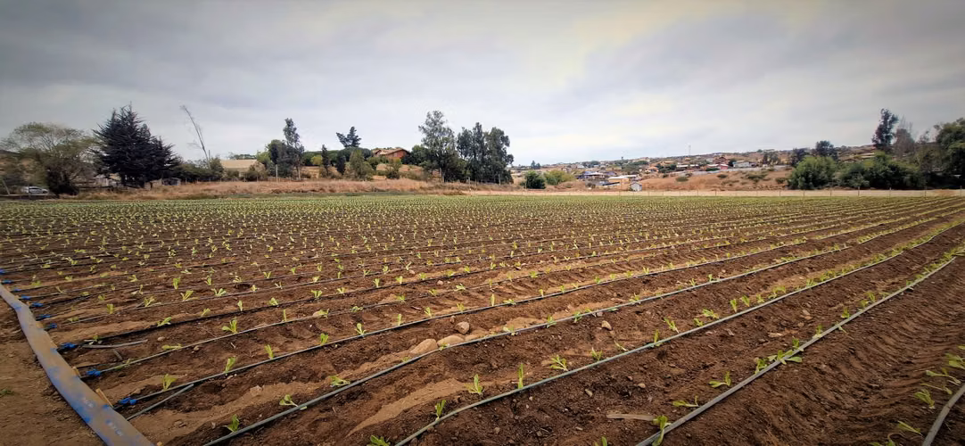 En venta parcela de 18.000 m2., en El Huape, Manzanar, Quillota – 170 M$.