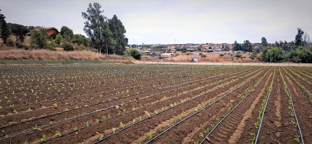 En venta parcela de 18.000 m2., en El Huape, Manzanar, Quillota – 170 M$.