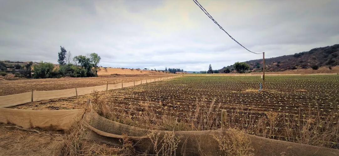 En venta parcela de 18.000 m2., en El Huape, Manzanar, Quillota – 170 M$.