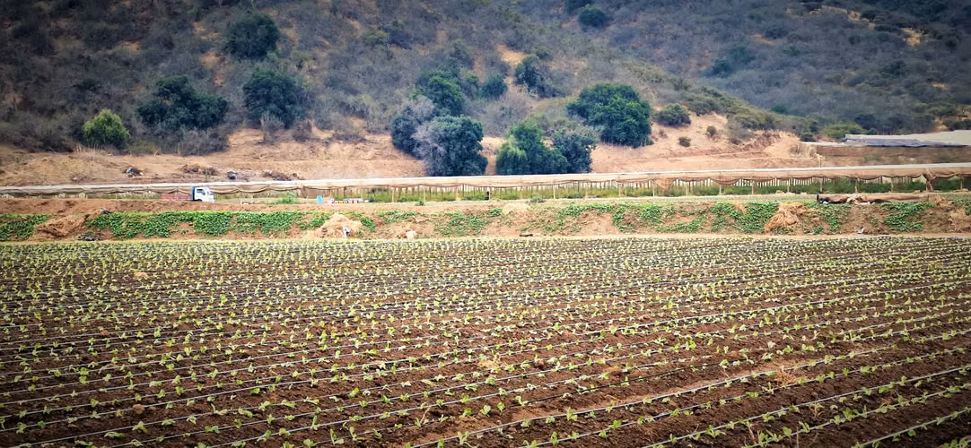 En venta parcela de 18.000 m2., en El Huape, Manzanar, Quillota – 170 M$.