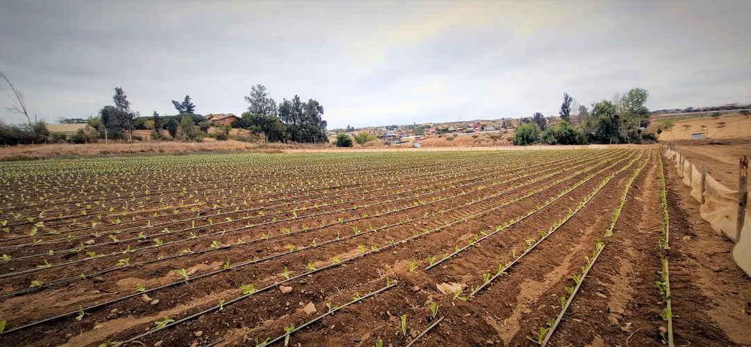 En venta parcela de 18.000 m2., en El Huape, Manzanar, Quillota – 170 M$.