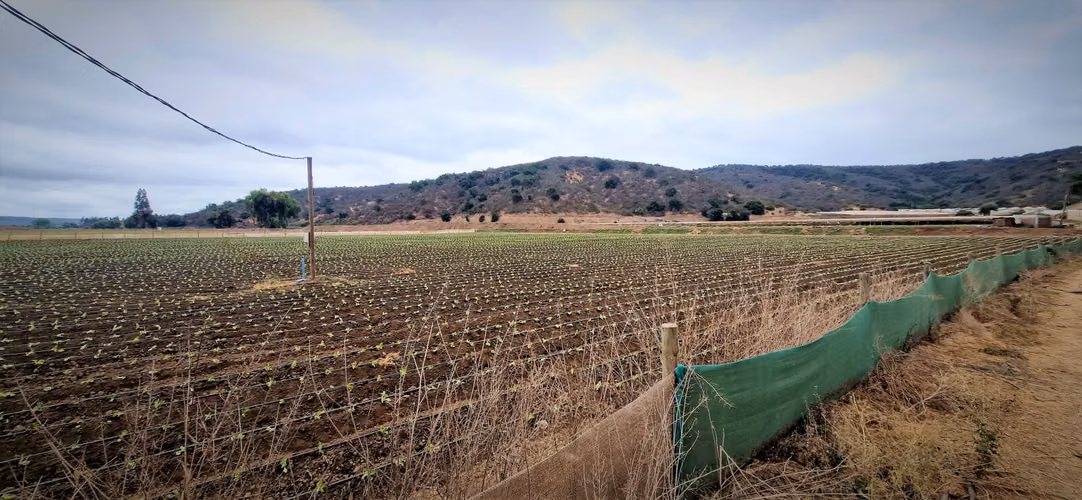 En venta parcela de 18.000 m2., en El Huape, Manzanar, Quillota – 170 M$.