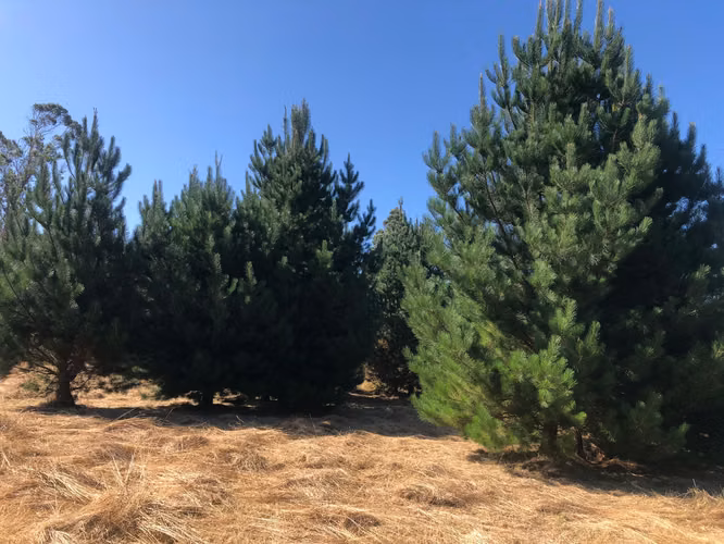 Venta terrenos con orilla de rio - Imagen 10
