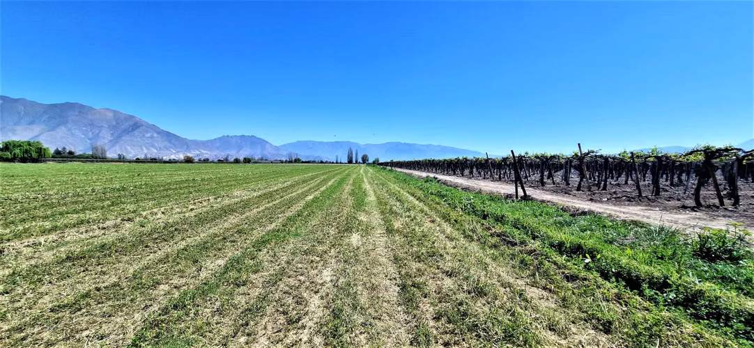 En venta parcela en San Rafael, San Felipe, 75.600 m2., en producción. 483 M$
