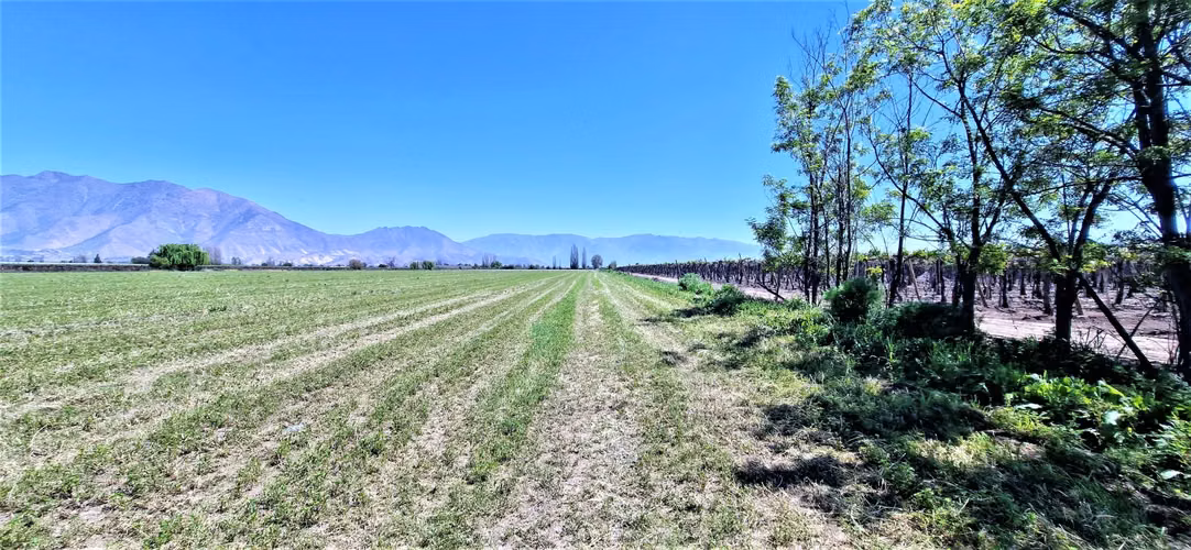 En venta parcela en San Rafael, San Felipe, 75.600 m2., en producción. 483 M$