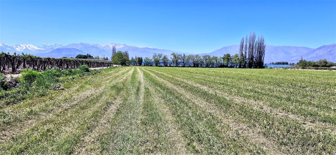 En venta parcela en San Rafael, San Felipe, 75.600 m2., en producción. 483 M$