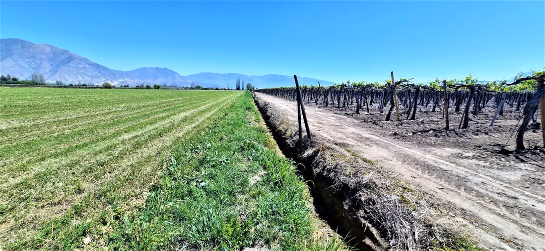En venta parcela en San Rafael, San Felipe, 75.600 m2., en producción. 483 M$