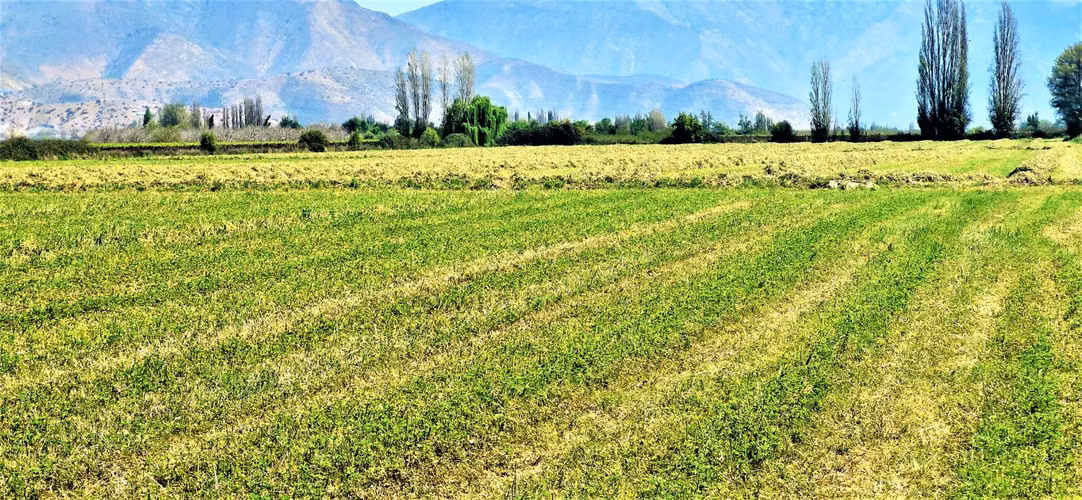 En venta parcela en San Rafael, San Felipe, 75.600 m2., en producción. 483 M$