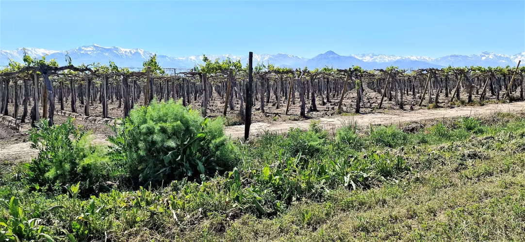En venta parcela en San Rafael, San Felipe, 75.600 m2., en producción. 483 M$