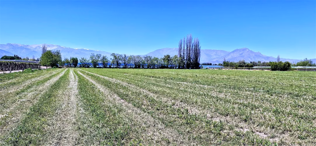 En venta parcela en San Rafael, San Felipe, 75.600 m2., en producción. 483 M$
