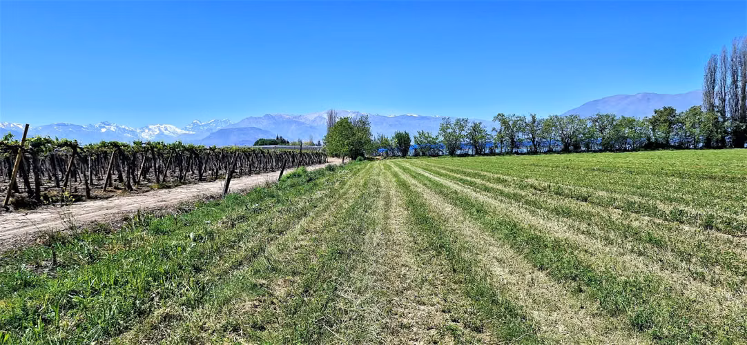 En venta parcela en San Rafael, San Felipe, 75.600 m2., en producción. 483 M$