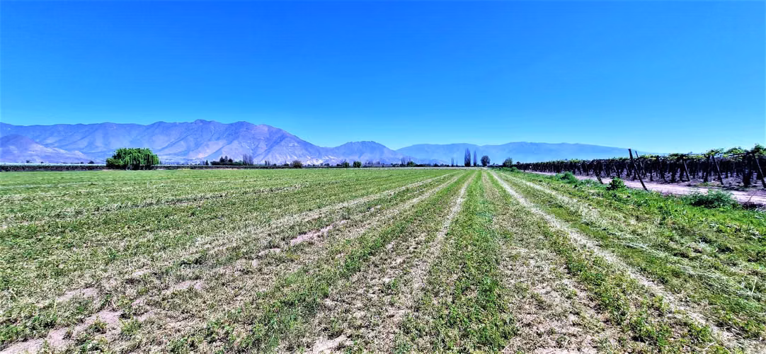 En venta parcela en San Rafael, San Felipe, 75.600 m2., en producción. 483 M$
