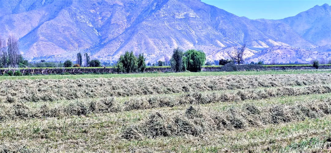 En venta parcela en San Rafael, San Felipe, 75.600 m2., en producción. 483 M$