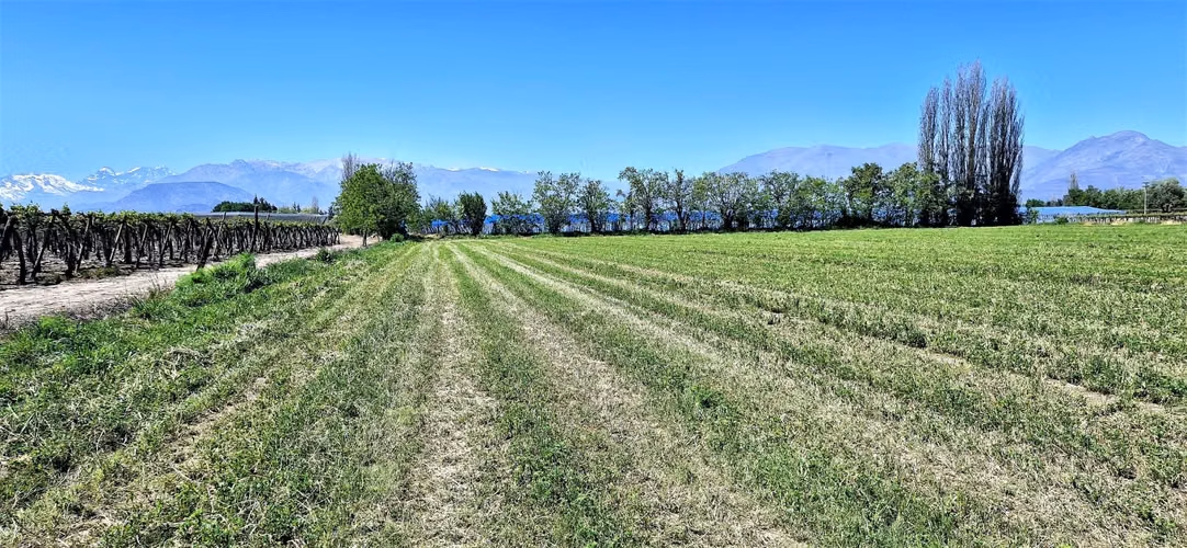 En venta parcela en San Rafael, San Felipe, 75.600 m2., en producción. 483 M$