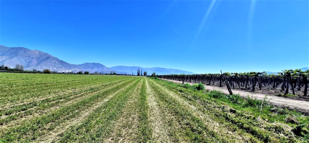 En venta parcela en San Rafael, San Felipe, 75.600 m2., en producción. 483 M$