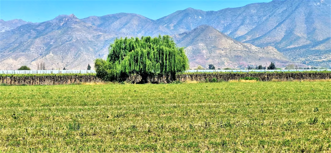 En venta parcela en San Rafael, San Felipe, 75.600 m2., en producción. 483 M$