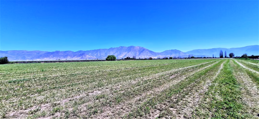 En venta parcela en San Rafael, San Felipe, 75.600 m2., en producción. 483 M$