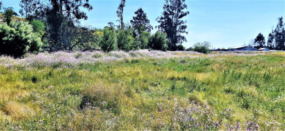 Venta de sitio terreno de 7,1 hectáreas, en Tabolango, Limache. 355 M$.