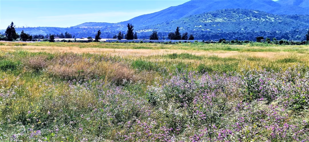Venta de sitio terreno de 7,1 hectáreas, en Tabolango, Limache. 355 M$.