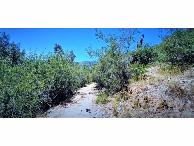 Venta de 2 terrenos con bosque nativo de 4.000/4200 m2., en Quebrada Alvarado. 1.100 UF