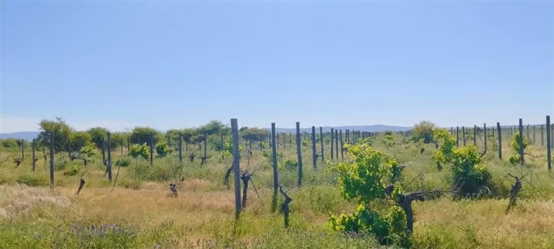 Parcelas planas con viñedo 40 minutos Santa Cruz y 2:15 STGO - Imagen 4