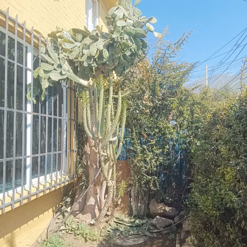 Arriendo de la propiedad en Calle Pellin, Larapinta - Lampa