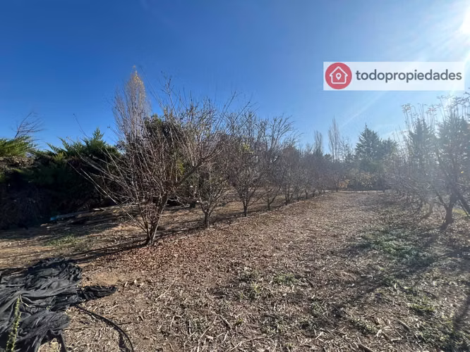Vendo Campo de plantación de duraznos