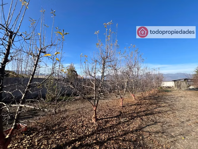 Vendo Campo de plantación de duraznos