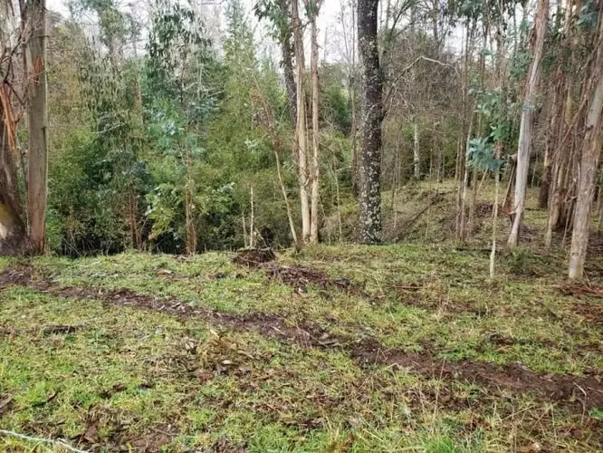 TERRENO DE 5000 M2 EN PUFUDI CERCA DE VALDIVIA - Imagen 9