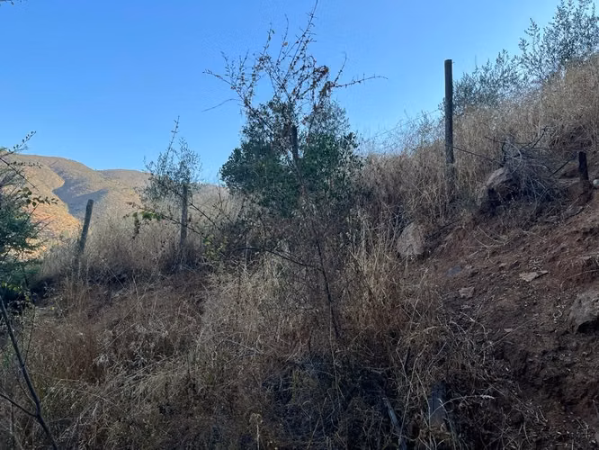 Venta de terreno con bosque nativo de 6,5 há, en Olmué. 200 M$