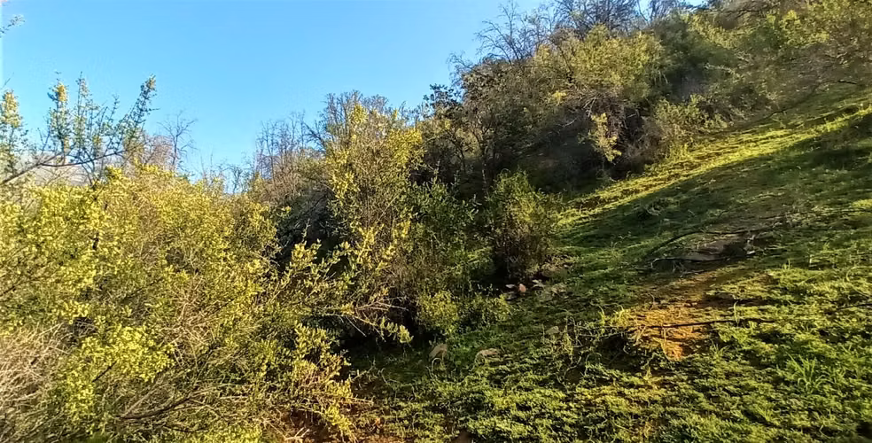 Venta de terreno con bosque nativo de 6,5 há, en Olmué. 200 M$