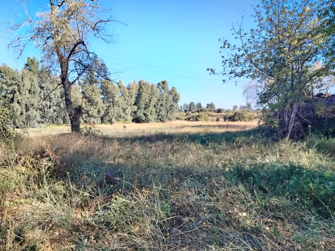 CAMPO, TERRENO AGRICOLA EN VENTA EN COLBÚN CON AGUA - Imagen 8