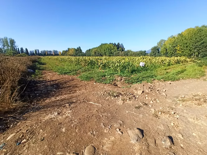 CAMPO, TERRENO AGRICOLA EN VENTA EN COLBÚN CON AGUA - Imagen 3