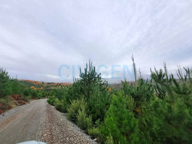 Cerca del Ancoa/Achibueno 5000m2 (180022)