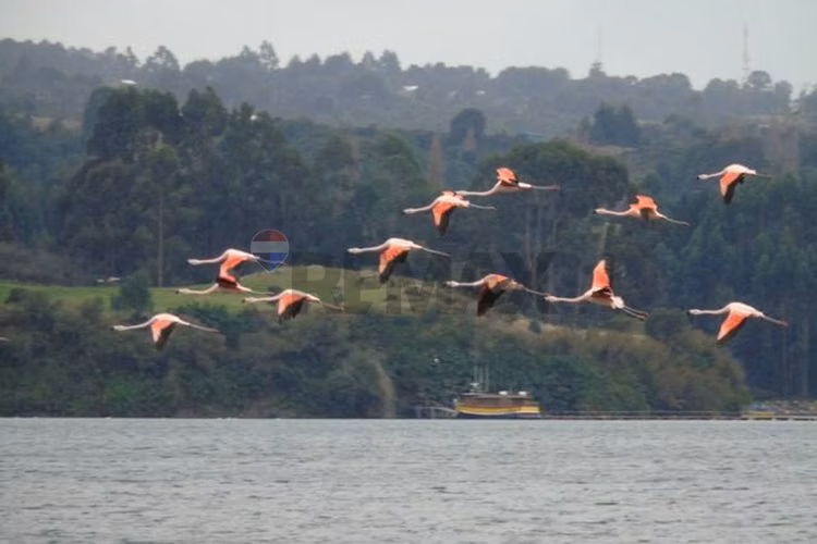 Paraíso frente al mar en quilquico, chiloé - Imagen 9