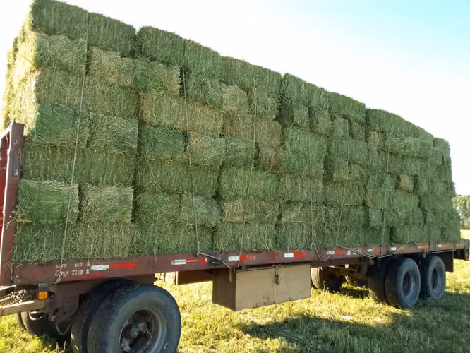 Fardos de alfalfa