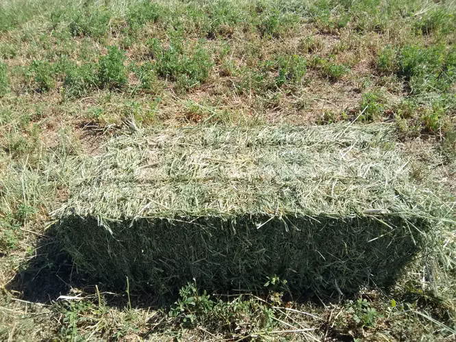 Fardos de alfalfa