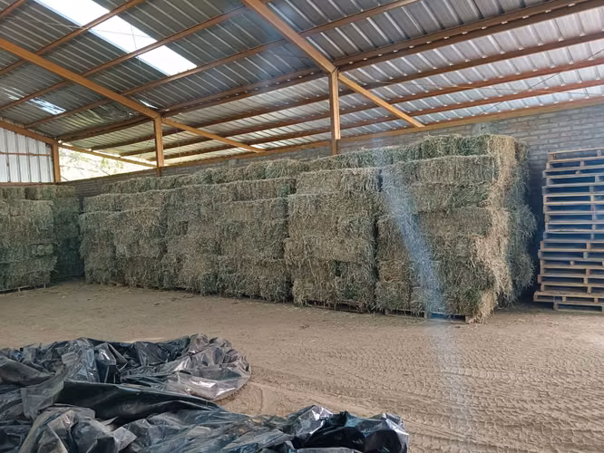 Fardos de alfalfa