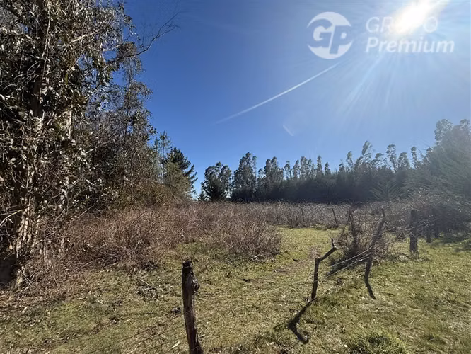 Venta -Parcela-Loncoche-con 80 castaños-10.000mts2 - Imagen 7