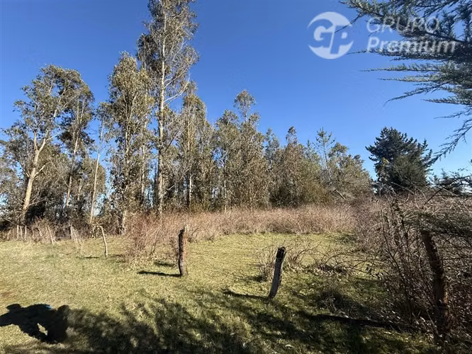 Venta -Parcela-Loncoche-con 80 castaños-10.000mts2 - Imagen 9