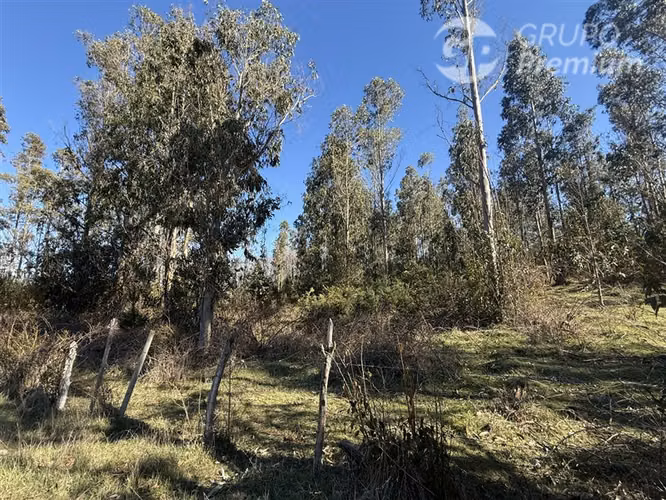 Venta -Parcela-Loncoche-con 80 castaños-10.000mts2 - Imagen 11