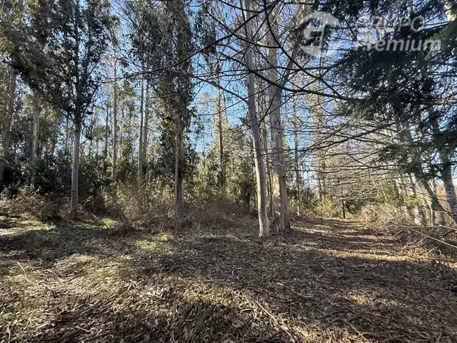 Venta -Parcela-Loncoche-con 80 castaños-10.000mts2 - Imagen 21