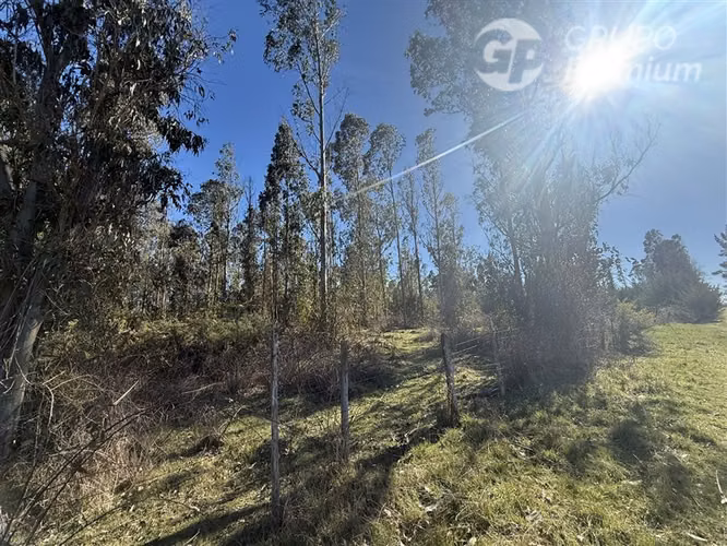 Venta -Parcela-Loncoche-con 80 castaños-10.000mts2 - Imagen 5