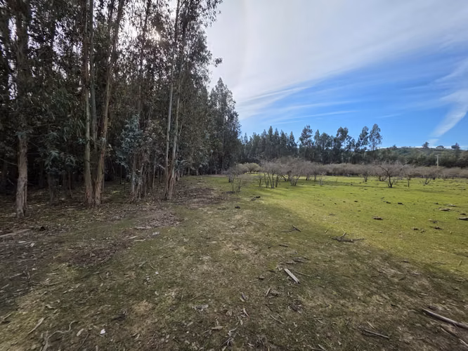 Vende terreno plano de 2 hectáreas en  Santo Domingo, San Enrique. Orilla de camino asfaltado.